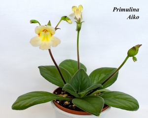 Primulina (Chirita) Aiko